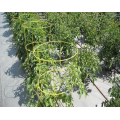 pe coated garden tomato support climbing plant support for vegetables